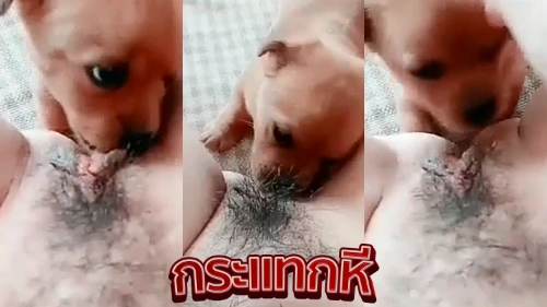 คลิปหลุดเล่นเสียว สาวขี้เงี่ยนนอนแหกหีให้หมาเลียหีตัวเอง โดนเลียหีจนหีแฉะครางอย่างเสียว นั้งแหย่หีตัวเองจนน้ำแตกเต็มเตียงฟินๆ